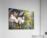 Curious Husky Puppy Discovers Garden Pond Acrylic Print
