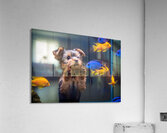 Yorkshire Terrier Puppy Discovers Amazing Aquarium World Impression acrylique
