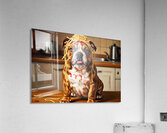 Happy Puppy After Finishing Spaghetti Adventure Acrylic Print