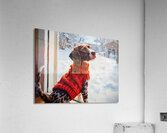 German Shorthaired Pointer Puppy Gets Winter Sweater Impression acrylique