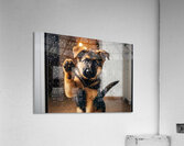 Confused German Shepherd Puppy Tilts Head At Glass Door Impression acrylique