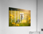 Poodle Puppy Rests Peacefully With Hedgehog Companion Acrylic Print