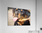Happy Rottweiler Puppy After Tasty Discovery Acrylic Print