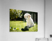 Poodle Puppy Discovers Shadow Play On Sunny Day Acrylic Print
