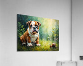 Bulldog Puppy Discovers Garden Snail On Rainy Day Acrylic Print