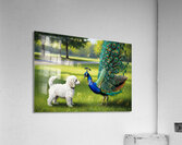 Peacock Displays Full Feather Fan For Amazed Puppy Acrylic Print
