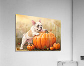 Happy French Bulldog Puppy Rests In Pumpkin Patch Acrylic Print