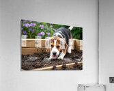 Beagle Puppy Enjoys Digging Success Acrylic Print