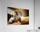 German Shorthaired Pointer Puppy Discovers Shopping Bag Impression acrylique