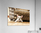 French Bulldog Puppy Finds Perfect Hiding Spot Impression acrylique