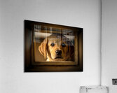 Puppy Waits For Visitors To Arrive Acrylic Print