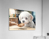 Bichon Frise Puppy Discovers Something New Acrylic Print