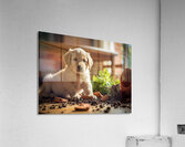 Apologetic Golden Retriever Puppy Looking Sorry Acrylic Print