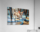 Chihuahua Puppy Discovers Yarn Ball Acrylic Print