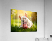 Satisfied Puppy After Apple Snack Acrylic Print