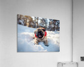 Content Pug Puppy Resting After Snow Day Adventure Acrylic Print