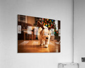 Confused Labrador Puppy With Reindeer Antlers Indoors Acrylic Print