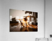 Sleepy Golden Retriever Puppy Rests After Shadow Chase Acrylic Print