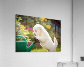 Curious Bichon Frise Puppy Discovers Garden Watering Can Impression acrylique