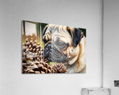 Pug Puppy Discovers Interesting Scents On Floor Acrylic Print