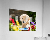 Golden Retriever Puppy Ready To Give Pawprint Autograph Acrylic Print