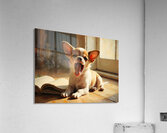 Sleepy Chihuahua Puppy Dreams Over Open Book Acrylic Print