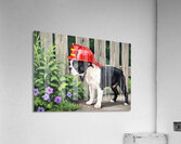 Boston Terrier Puppy Dreams Of Being A Brave Firefighter Acrylic Print
