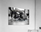 Excited Boston Terrier Puppy Emerges From Shopping Bag Discovery Impression acrylique