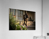 Cane Corso Puppy Gets Ready With Sparkly Collar Acrylic Print