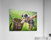 Australian Shepherd Puppy Discovers Bicycle Basket Adventure Impression acrylique