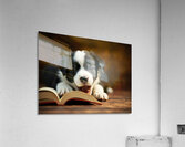 Sleepy Border Collie Puppy Naps On Open Book Acrylic Print