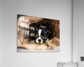 Boston Terrier Puppy Discovers Mysterious Shopping Bag Acrylic Print