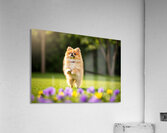 Tired Pomeranian Puppy Resting After Playful Chase Impression acrylique