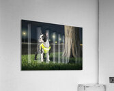 Sleepy Boston Terrier Puppy Returns From Night Walk Acrylic Print