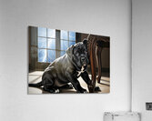 Cane Corso Puppy Seeks Shelter Under Table Impression acrylique