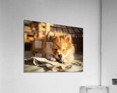 Alert Pomeranian Ready For Adventure Acrylic Print