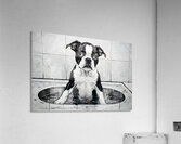 Happy Boston Terrier Puppy Enjoys Sudsy Bath Time Acrylic Print