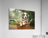 Happy Australian Shepherd Puppy Enjoys Bicycle Ride Acrylic Print