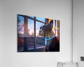 Boston Terrier Puppy Gets Special Collar Acrylic Print