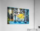 Australian Shepherd Puppy Discovers Amazing Fish Tank Acrylic Print