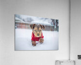 Yorkshire Terrier Puppy Watches Winter Snow Fall Acrylic Print