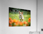 Corgi Puppy Discovers The Magical Water Fountain Acrylic Print