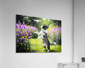 Border Collie Puppy Spots Something In The Sky Acrylic Print