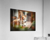 Corgi Puppy Takes Shelter From Heavy Rain Impression acrylique