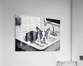 Boston Terrier Puppy Waits Nervously In Bathroom Sink Acrylic Print