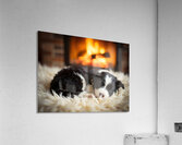Happy Border Collie Puppy Enjoys Perfect Evening By The Fire Impression acrylique