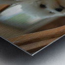 Thoughtful Bichon Frise Puppy Contemplates Its Mirror Reflection Impression metal