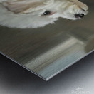White Bichon Frise Puppy Contemplates Its Reflection Metal print