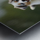 Blue Merle Australian Shepherd Puppies Playing Together In Tall Grass Impression metal