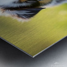 Blue Merle Australian Shepherd Puppy Ready To Play Hide And Seek Impression metal